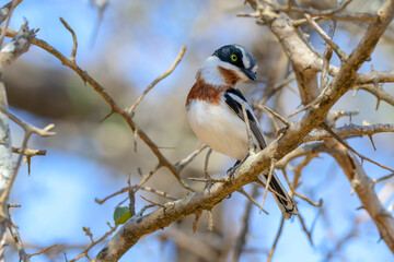 Chinspot Batis (Batis molitor) adult female, perched on twig, Kruger national park, South Africa.