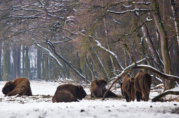 Rodzina żubrów  w starym lesie Pszczyny Jankowic Polska © kubikactive