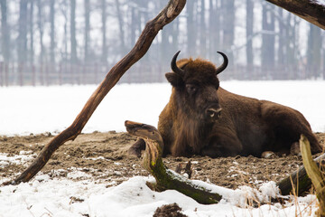 Rodzina żubrów  w starym lesie Pszczyny Jankowic Polska © kubikactive
