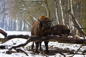Rodzina żubrów  w starym lesie Pszczyny Jankowic Polska © kubikactive