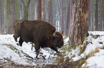 Rodzina żubrów  w starym lesie Pszczyny Jankowic Polska © kubikactive
