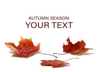 Autumn red maple leaves on a white background, space for your text, autumn season concept background