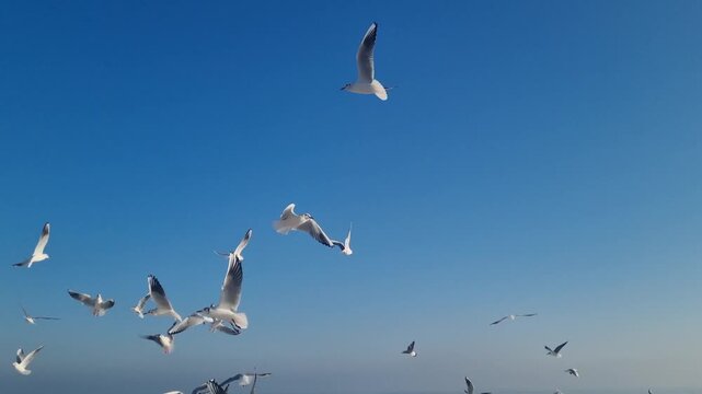 Flock of seagulls flying in blue sky. Freedom and motion above the sea