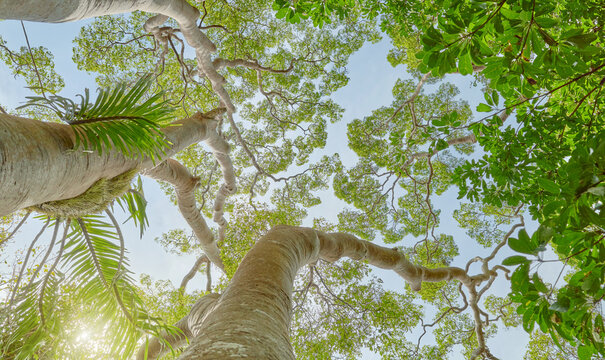 Looking up at the trees in the rainforest of Borneo, natural background, Malaysia.