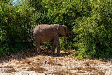 Fototapeta premium Desert-adapted elephants in Damaraland, Namibia, walking through a dry riverbed surrounded by rugged mountains and arid savannah landscape. These rare African elephants have adapted to extreme desert.