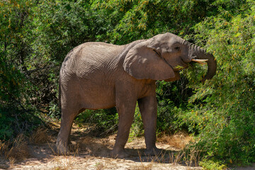 Desert-adapted elephants in Damaraland, Namibia, walking through a dry riverbed surrounded by rugged mountains and arid savannah landscape. These rare African elephants have adapted to extreme desert.