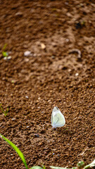 モンシロチョウ