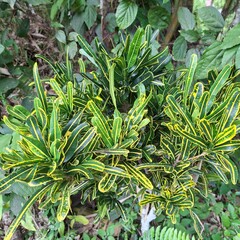 Codiaeum variegatum or croton flower