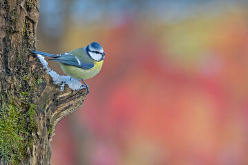 Blue tit (Cyanistes caeruleus) perched on a snowy mossy branch against a vibrant colorful autumn background. © WojtekWildlife