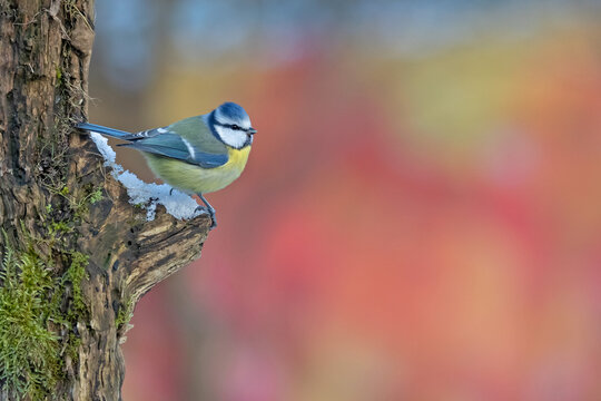 Blue tit (Cyanistes caeruleus) perched on a snowy mossy branch against a vibrant colorful autumn background.