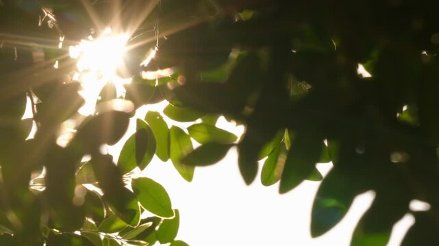 Cinematic close-up of dense foliage leaves with golden sunburst and flickering bokeh at late afternoon, warm light filtering through swaying branches in a peaceful garden.