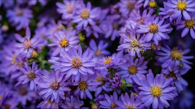 Beautiful Close Up View of Vibrant Purple Aster Flowers Blooming in a Lush Garden.