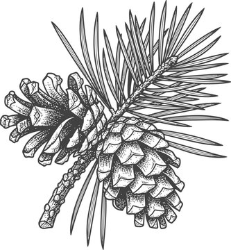 Pine Cones and Needles Branch Vintage Engraving Style Stock