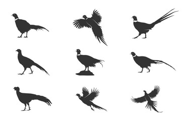 Obraz premium Flying pheasant silhouette, Pheasant birds svg, Pheasant bird silhouettes, Pheasant silhouette, Pheasant svg, Pheasant vector set -V02.