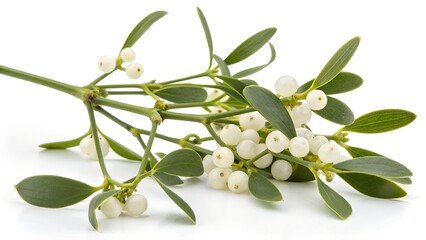 Stylized mistletoe plant white berries and green leaves on a white background