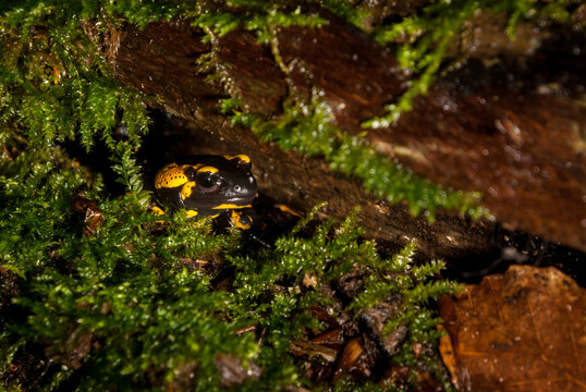 Fire salamander looking out of his mossy shelter in a log, Germany