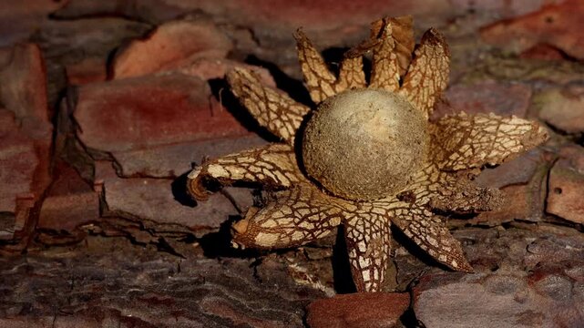 Real time closeup video of Astraeus sp false earthstar mushroom growing on forest floor in natural woodland habitat during soft morning light in Himachal Pradesh India.