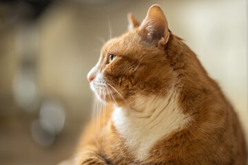 Ginger-and-white domestic cat profile portrait  in soft natural light with shallow depth of field and blurred background © Harenberg