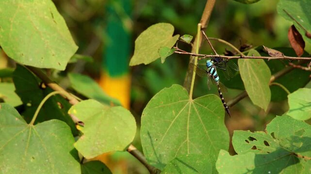 Closeup footage of Anax immaculifrons,  blue darner dragonfly catching and feeding on another dragonfly while perched on twig in natural habitat of Himachal Pradesh India during summer season. 