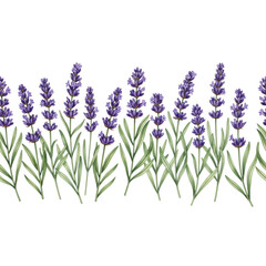 Obraz premium Seamless botanical border element of hand-drawn watercolor lavender sprigs, vibrant purple and green on a clean transparent flat lay background, zero shadows. Concept of clean aromatherapy