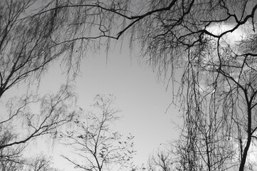 Fototapeta premium Gray background, gray sky and tree branches in the photo