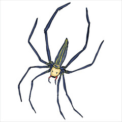 Giant Golden Orbweaver. Nephila pilipes. Colorful, hand-drawn, vector illustration. Picturesque. Unique detailed stylization. Print on sketchbooks, stickers, postcards, cups, clothes, posters.
