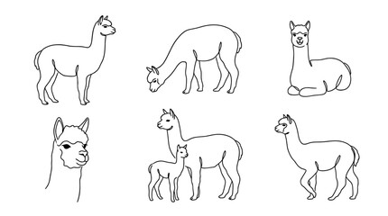 Fototapeta premium alpaca, 6 black delicate line drawings vector set collection , white background , PNG and SVG