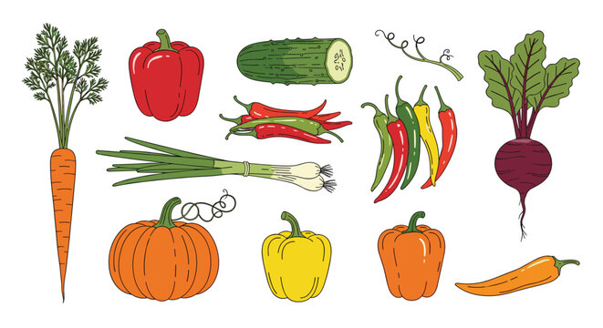 Selection of detailed vegetable illustrations including carrots, peppers, pumpkins, and beets for grocery and garden themes.