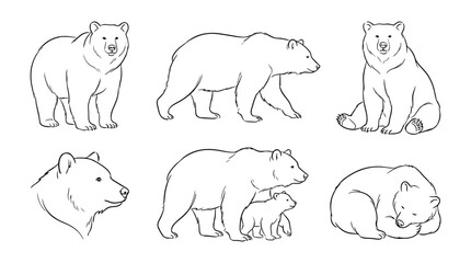 Fototapeta premium bear, 6 black delicate line drawings vector set collection , white background , PNG and SVG