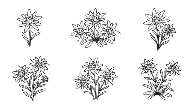 edelweiss, 6 black delicate line drawings vector set collection , white background , PNG and SVG