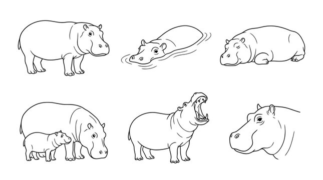 hippo, 6 black delicate line drawings vector set collection , white background , PNG and SVG