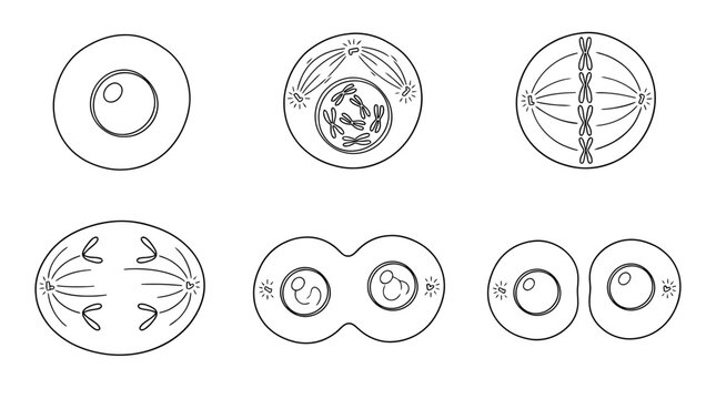 mitosis, 6 black delicate line drawings vector set collection , white background , PNG and SVG