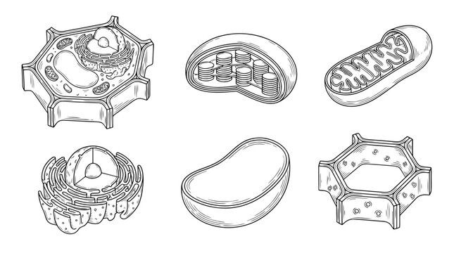 plant cell, 6 black delicate line drawings vector set collection , white background , PNG and SVG