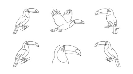 Fototapeta premium toucan, 6 black delicate line drawings vector set collection , white background , PNG and SVG