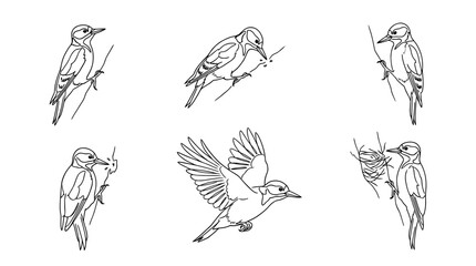 Naklejka premium woodpecker, 6 black delicate line drawings vector set collection , white background , PNG and SVG