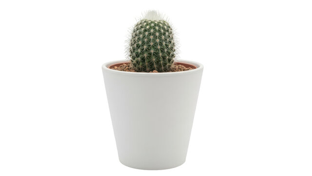 A small cactus plant isolated on transparent background in a white pot