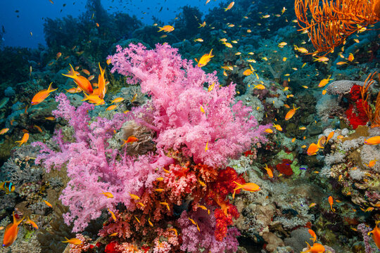 Egypt, Sharm El Sheikh, Alcyonacea - Soft coral - Alcyonarian (Dendronephthya, sp.)