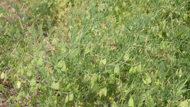 A field of lentil plants with developing green seed pods