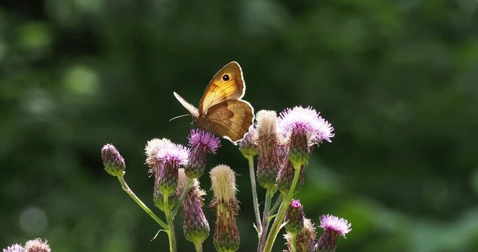 Maniola jurtina | Myrtil, papillon au corps brun clair avec les ailes orn&eacute;es d'ocelles, revers ocre, beige et fauve butinant all&egrave;grement le nectar d'une fleur de cirse des champs (Cirsium arvense)