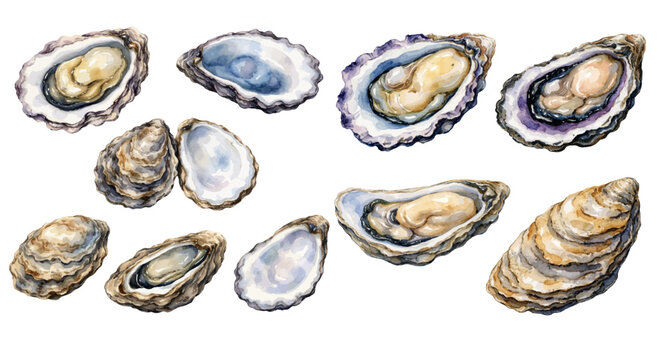 A charming watercolor collection of oyster seafood clipart, including half-shell oysters, layered shells, pearly centers, and natural ocean hues.