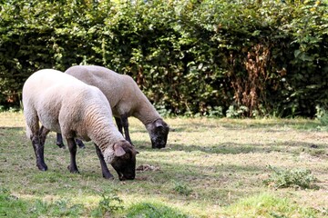Obraz premium Tw.o sheep grazing on a green pasture in rural countryside