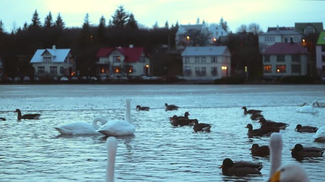 Frozen Lake Tjornin at blue hour with ducks and swans in water and Reykjavik houses in background
