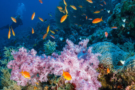 Egypt, Sharm El Sheikh, Sea Goldie, Lyretail Anthias, Scalefin Anthias (Pseudanthias squamipinnis) and Alcyonacea - Soft coral - Alcyonarian (Dendronephthya, sp.)