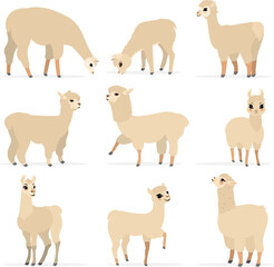Fototapeta premium Collection of cute animals. Llamas and alpacas in various poses and beige colors. Vector. Isolated