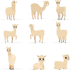 Fototapeta premium Collection of cute animals. Llamas and alpacas in various poses and beige colors. Vector. Isolated