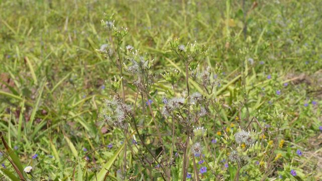 Prickly Lettuce Wild Lettuce Plants
