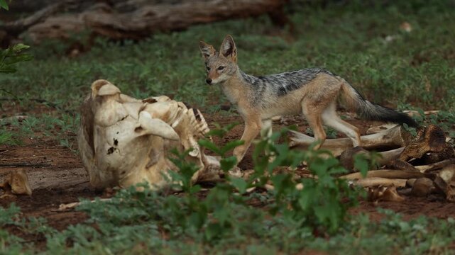 A black-backed jackal investigates and sniffs an elephant skull lying on the ground in the wild.