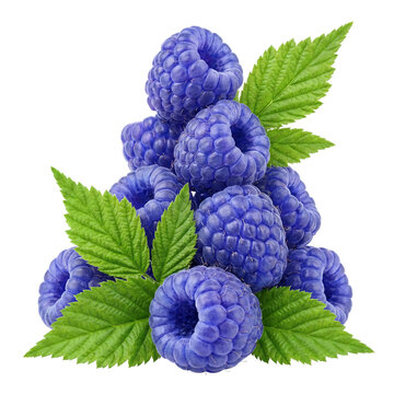 Blue Raspberries with Green Leaves Isolated on White Background - Unusual Raspberry Variety PNG with Clipping Path