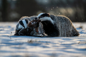 Badger close up ( Meles meles ). Two animals fighting for prey. Winter nature scene. © Rudolf