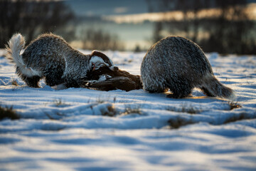 Badger close up ( Meles meles ). Two animals fighting for prey. Winter nature scene. © Rudolf